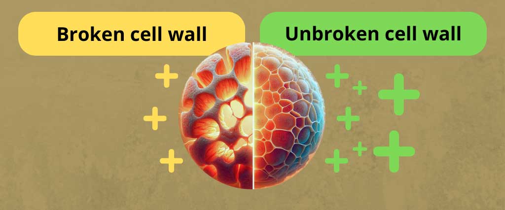 Broken cell wall VS unbroken cell wall of chlorella, where unbroken is better.